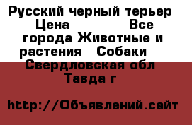 Русский черный терьер › Цена ­ 35 000 - Все города Животные и растения » Собаки   . Свердловская обл.,Тавда г.